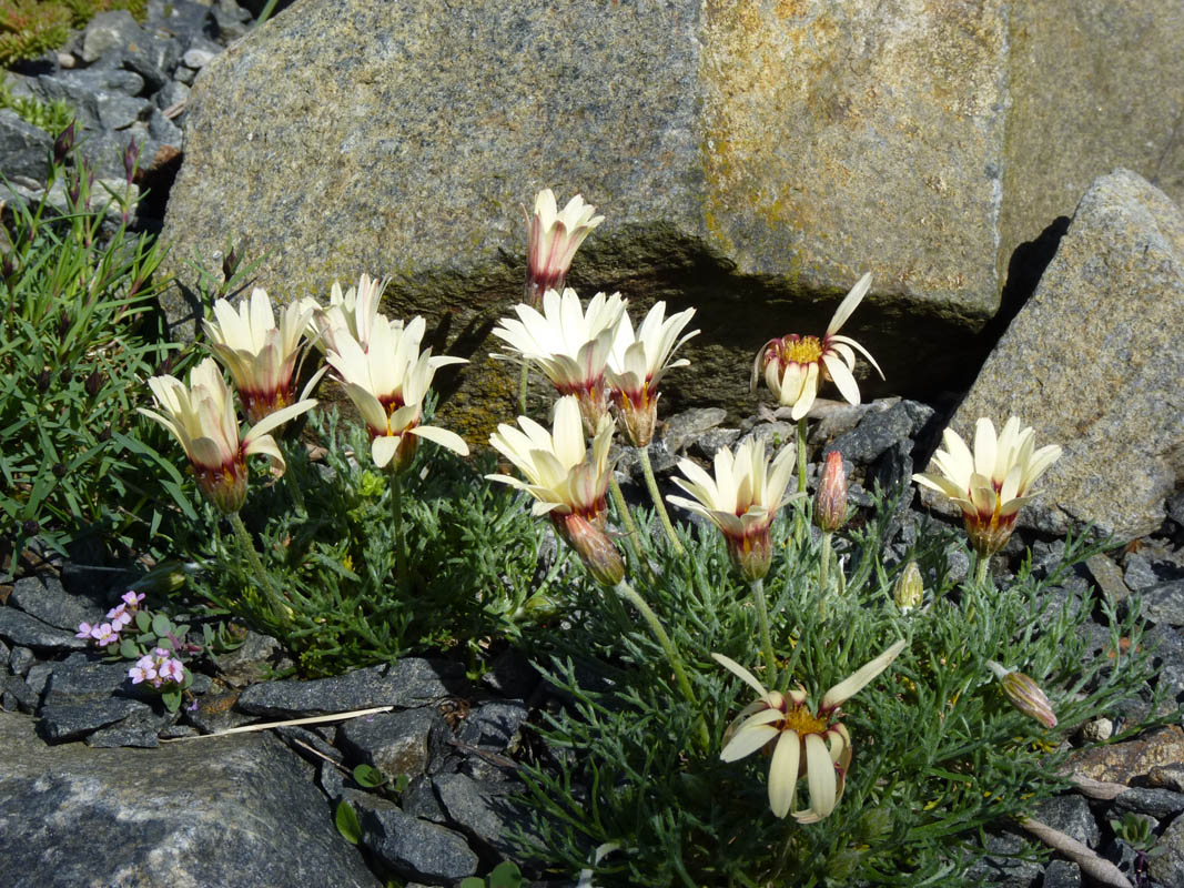 Rhodanthemum catananche 4
